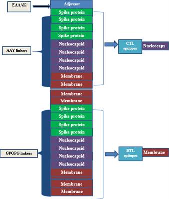 Immunoinformatics design of B and T-cell epitope-based SARS-CoV-2 peptide vaccination